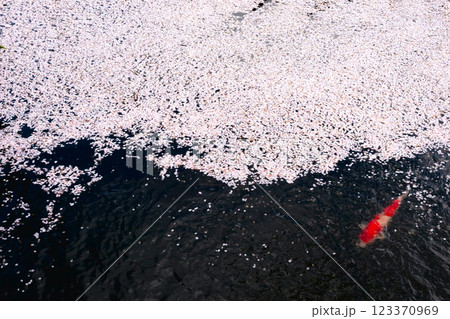 220416護国神社z108 123370969