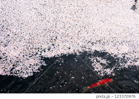 220416護国神社z152 220416護国神社z152 123370976