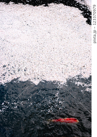 220416護国神社z172 123370979