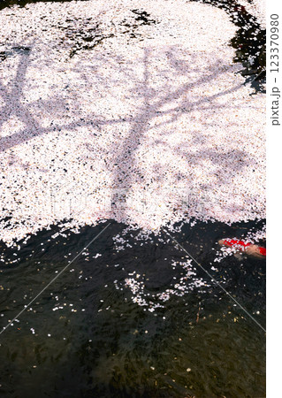 220416護国神社z178 123370980