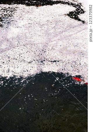 220416護国神社z185 123370982