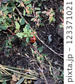 てんとう虫2 123371021