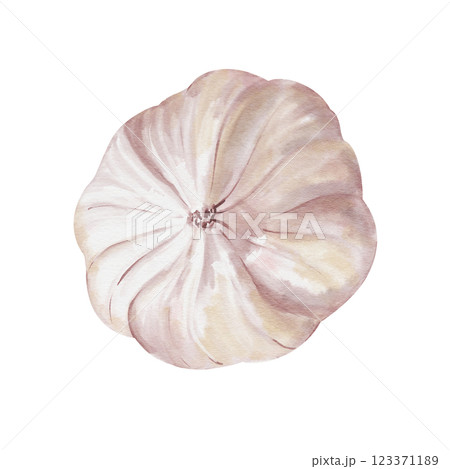 Garlic tuber side view. White vegetable. Seasoning and spice for food. Watercolor illustration isolated from background. Realistic style. Pastel colors. For making compositions with food. Garlic tuber side view. White vegetable. Seasoning and spice for food. Watercolor illustration isolated from background. Realistic style. Pastel colors. For making compositions with food. 123371189