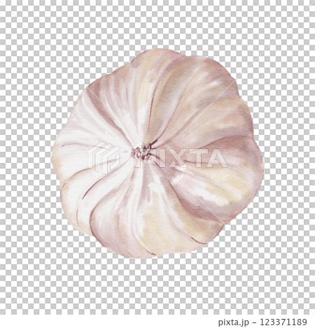 Garlic tuber side view. White vegetable. Seasoning and spice for food. Watercolor illustration isolated from background. Realistic style. Pastel colors. For making compositions with food. Garlic tuber side view. White vegetable. Seasoning and spice for food. Watercolor illustration isolated from background. Realistic style. Pastel colors. For making compositions with food. 123371189