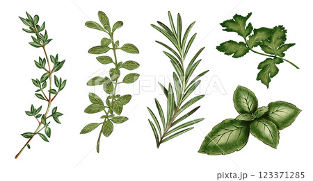 Set of Aromatic herbs watercolor 123371285