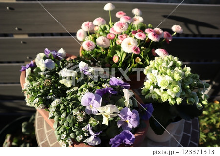 春の花の寄せ鉢 春の花の寄せ鉢 123371313