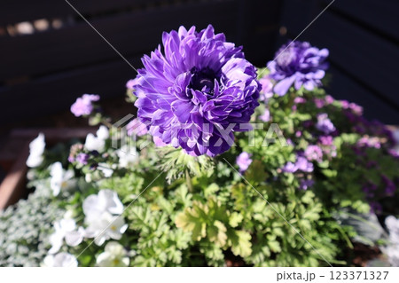 紫色の花アネモネポルト 123371327