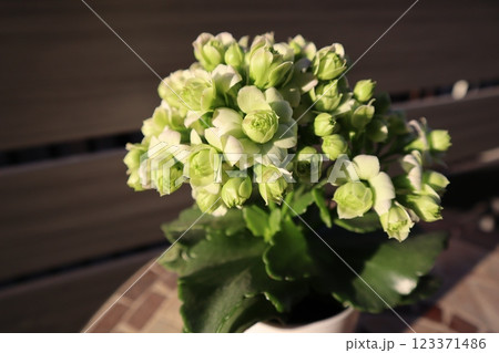 朝陽を浴びる緑の花カランコエ 123371486