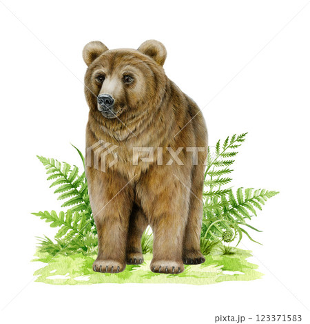 Brown bear on grassy ground with fern leaves watercolor illustration. Hand drawn wildlife forest animal on grassy ground. Big furry grizzly bear forest predator vintage style illustration 123371583