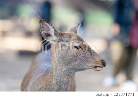 奈良公園の鹿 123371771