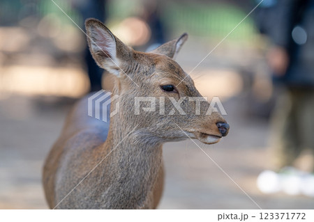 奈良公園の鹿 奈良公園の鹿 123371772