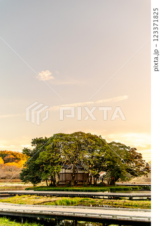 《厳島湿生公園》夕暮れの厳島神社のある景色（神奈川県中井町） 123371825