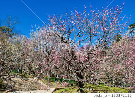 静岡県熱海市　熱海梅園　中央広場の梅林　早咲きの梅 123372119