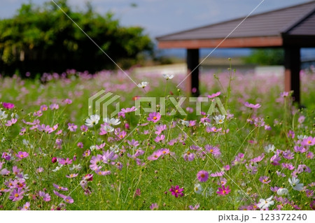 風に揺れるコスモス 風に揺れるコスモス 123372240