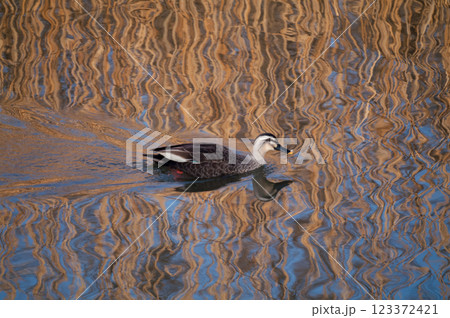 信濃川・やすらぎ堤の軽鴨(かるがも) 123372421