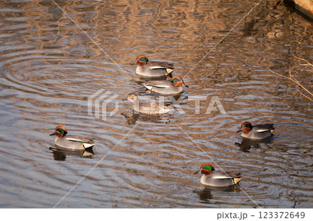 信濃川・やすらぎ堤の小鴨(こがも) 信濃川・やすらぎ堤の小鴨(こがも) 123372649