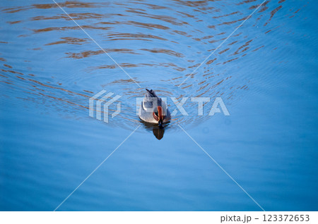 信濃川・やすらぎ堤の小鴨(こがも) 信濃川・やすらぎ堤の小鴨(こがも) 123372653