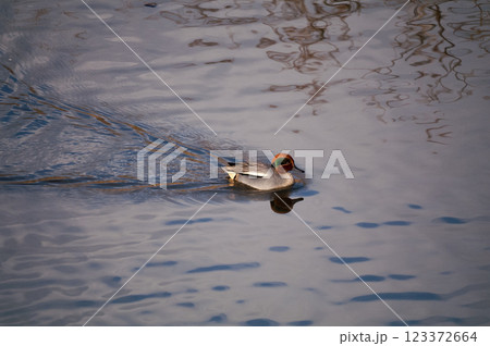 信濃川・やすらぎ堤の小鴨(こがも) 信濃川・やすらぎ堤の小鴨(こがも) 123372664