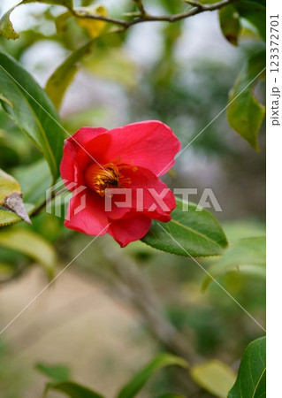 7616　椿　金世界 123372701