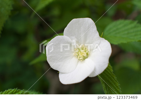 シロヤマブキ 123373469