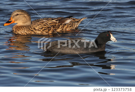 Mallard Duck and American Coot Swimming in Lake Tyler near Whitehouse TX 123373758