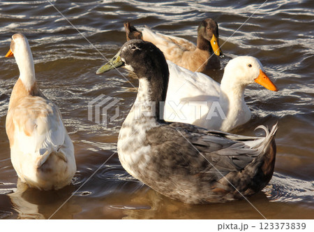 Ducks Swimming in Lake Tyler at Marina near Whitehouse Texas Ducks Swimming in Lake Tyler at Marina near Whitehouse Texas 123373839