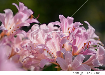 華やかなリコリス 華やかなリコリス 123373856