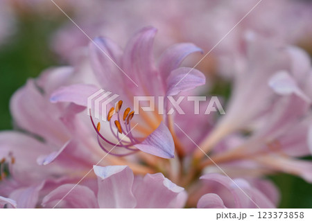 ピンクの夏水仙の清らかな美しさ	 123373858