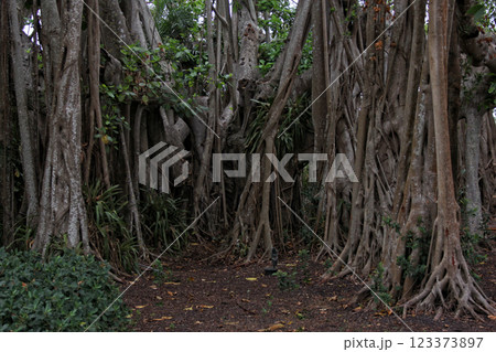 Bamboo and Mangrove Forest in South East Florida Bamboo and Mangrove Forest in South East Florida 123373897