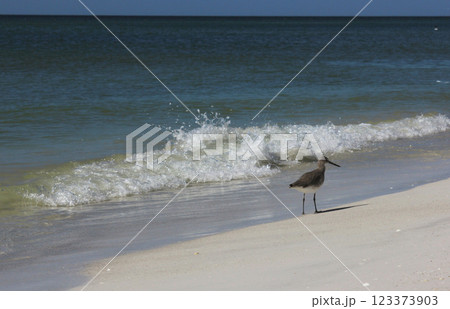 Bird Walking Along Shore of Bradenton Beach in Bradenton Florida Bird Walking Along Shore of Bradenton Beach in Bradenton Florida 123373903