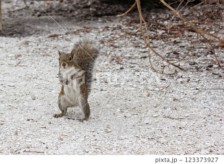 Curious Gray Squirrel at Park in Sarasota Florida Curious Gray Squirrel at Park in Sarasota Florida 123373927