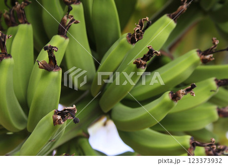 Fresh Green Bananas Growing on Tree in Tampa Florida 123373932