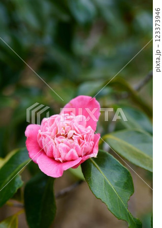 7621　椿　桃色卜伴 123373946