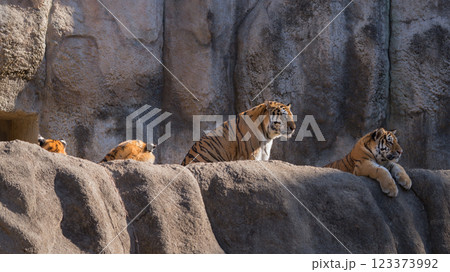 座るトラの親子 座るトラの親子 123373992