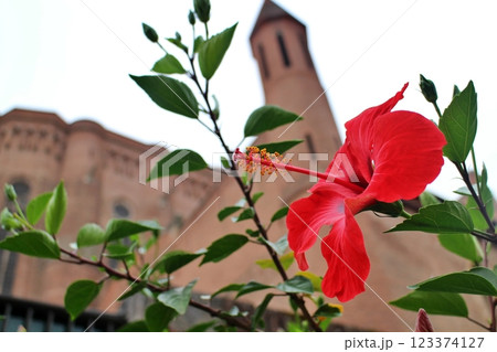 フランス　アルビ　花とサントセシル大聖堂 123374127