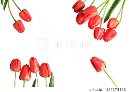 Red tulips, space for text, isolated on white background, PNG Red tulips, space for text, isolated on white background, PNG 123374168