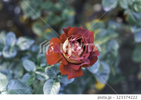 赤いバラ 123374222