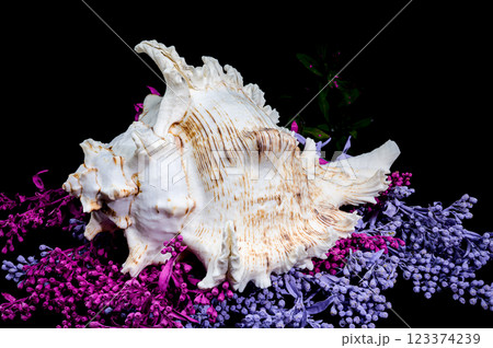 Ramose Murex Shell on Vibrant Background Ramose Murex Shell on Vibrant Background 123374239