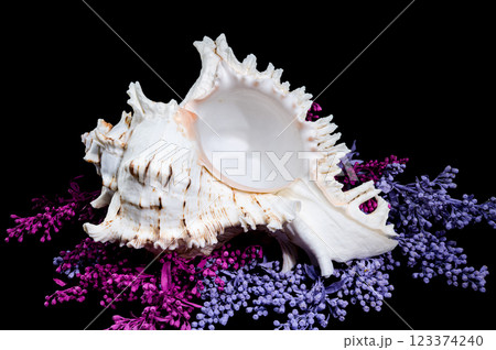 Ramose Murex Shell on Vibrant Background Ramose Murex Shell on Vibrant Background 123374240