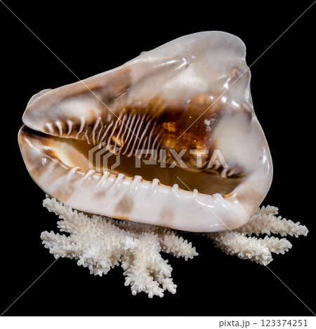 King Helmet Shell on Coral Background King Helmet Shell on Coral Background 123374251