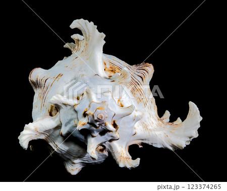 Ramose Murex Shell on black background 123374265