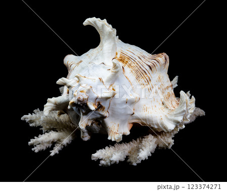 Ramose Murex Shell on white coral black background Ramose Murex Shell on white coral black background 123374271