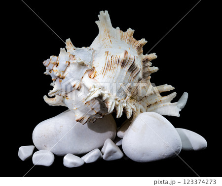 Ramose Murex Shell on white Rocks black background Ramose Murex Shell on white Rocks black background 123374273