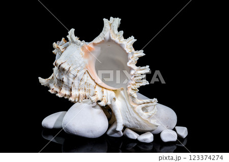 Ramose Murex Shell on white Rocks black background Ramose Murex Shell on white Rocks black background 123374274