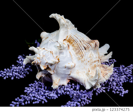 Ramose Murex Shell on Vibrant Background Ramose Murex Shell on Vibrant Background 123374275