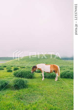 熊本県阿蘇市 草千里の草原を歩く馬 熊本県阿蘇市 草千里の草原を歩く馬 123374401
