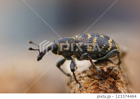 Closeup of the colorful large pine weevil, Hylobius abietis, a major pest of coniferous trees 123374464