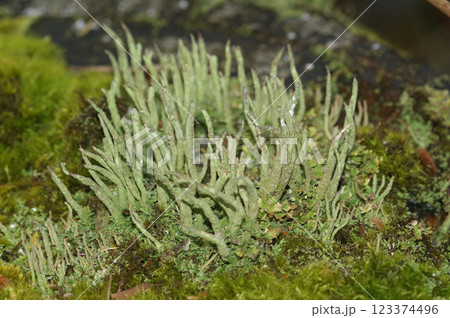 Closeup on a small common powderhorn cup lichen Cladonia coniocraea growing Closeup on a small common powderhorn cup lichen Cladonia coniocraea growing 123374496