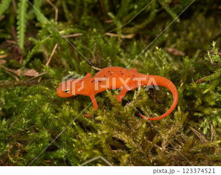 Bright orange red eft newt juvenile salamander with black spots resting on a bed of green moss 123374521