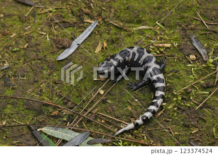 Closeup on an adult North-American marbled salamander , Ambystoma opacum 123374524